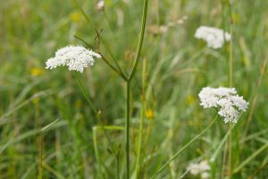 Corky-fruited water dropwort