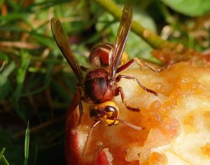 Vespa crabro vexator, one of the hornets