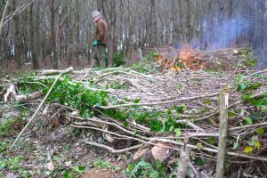 Hedgelaying Stoke Abbott