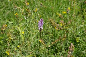 Common spotted orchid and yellow rattle