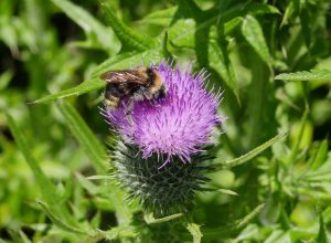 Field cuckoo bumblebee