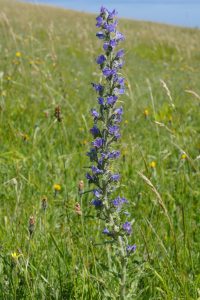 Vipers bugloss