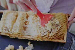 uncapping honeycomb