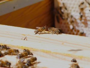 honeybees on hive 