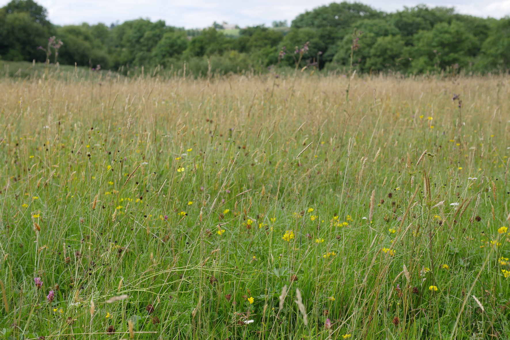 A hidden grasshopper meadow