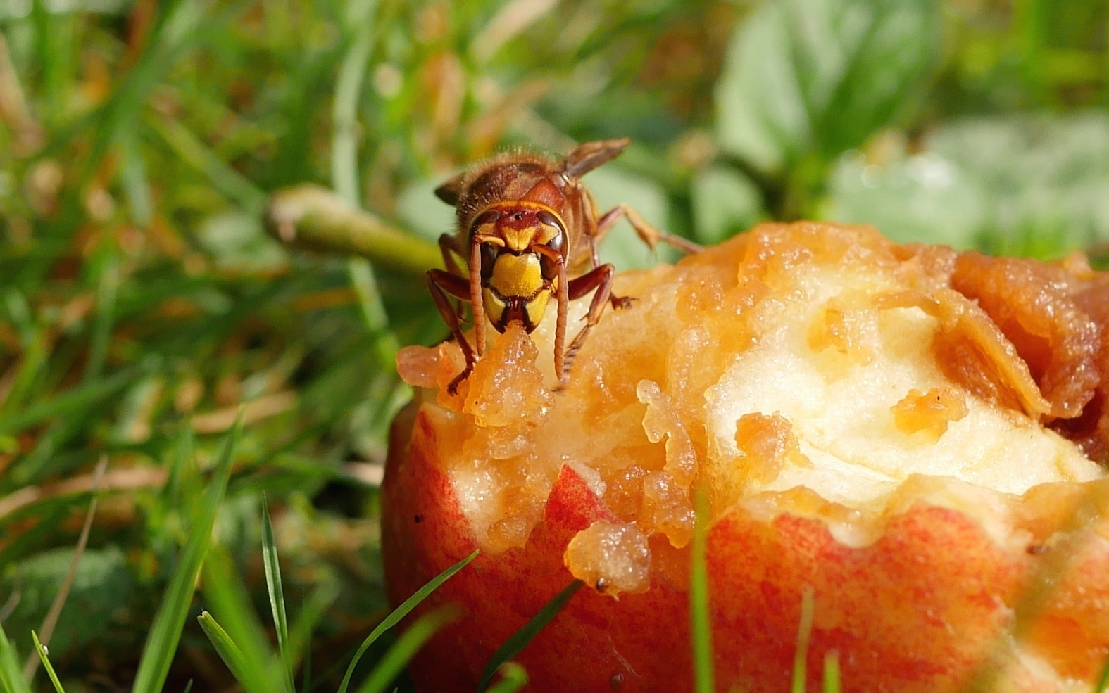 Hornets hunt day and night