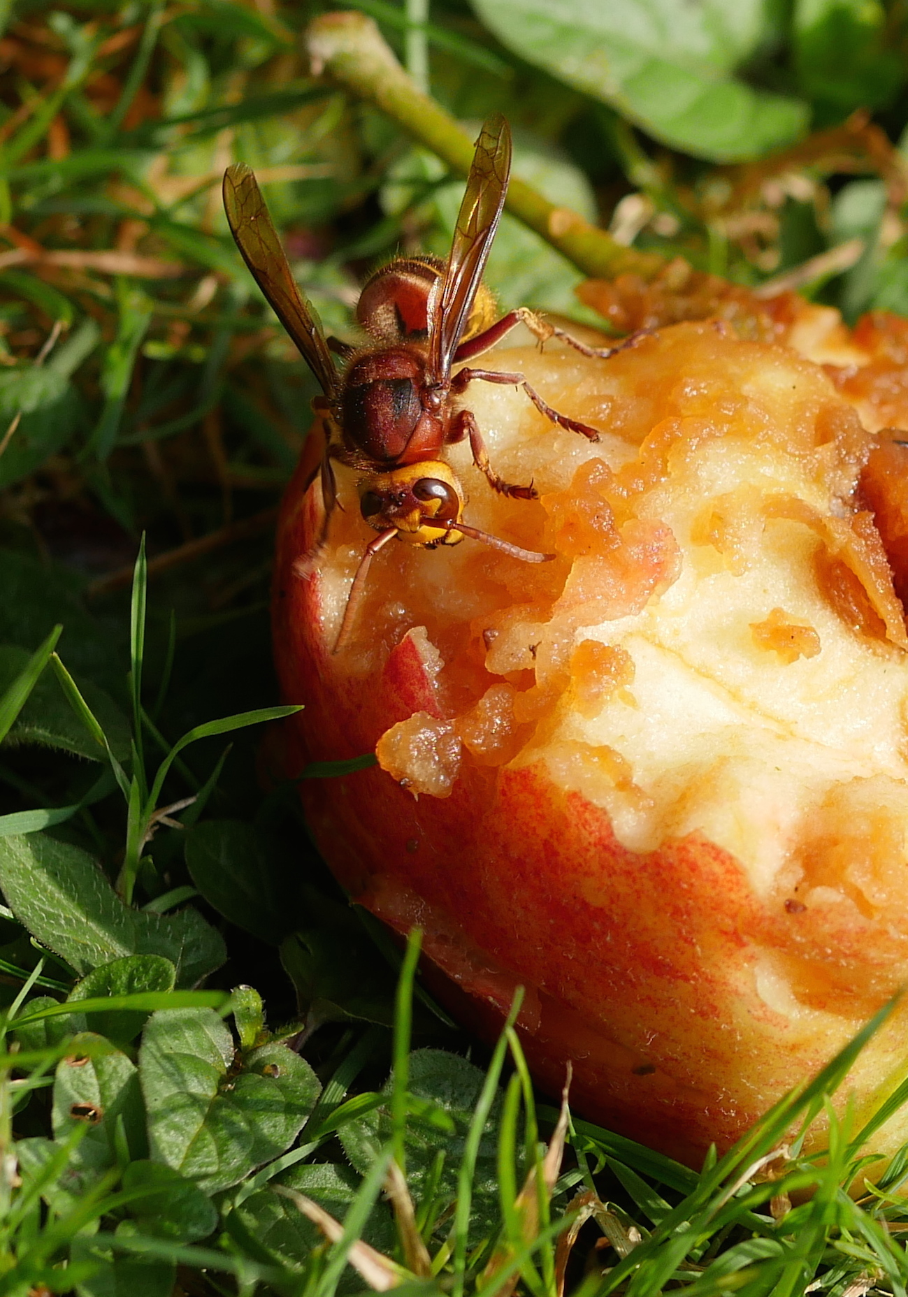 hornet-showing-the-three-ocelli-eyes - Sara Hudston