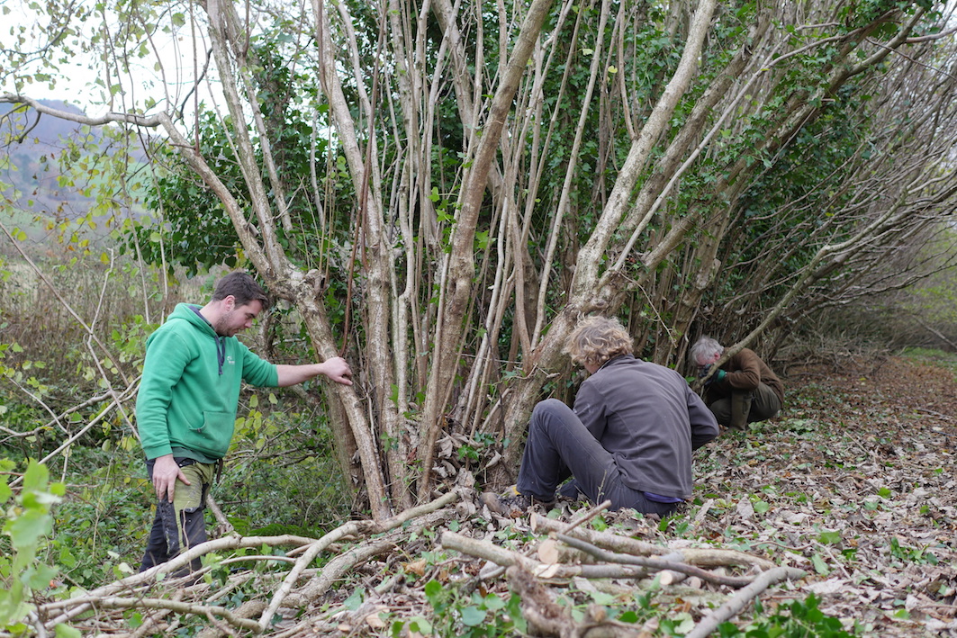 Hedgelaying in Stoke Abbott