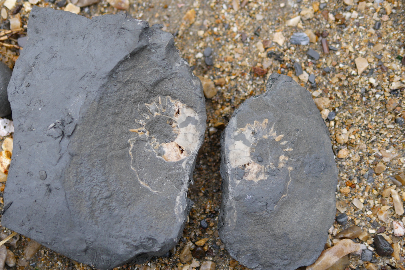 split ammonite charmouth beach
