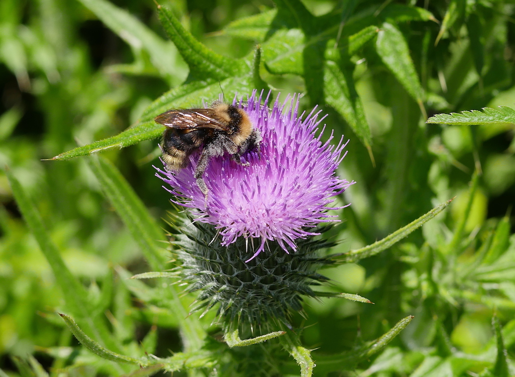 field cuckoo bumblebee - Sara Hudston