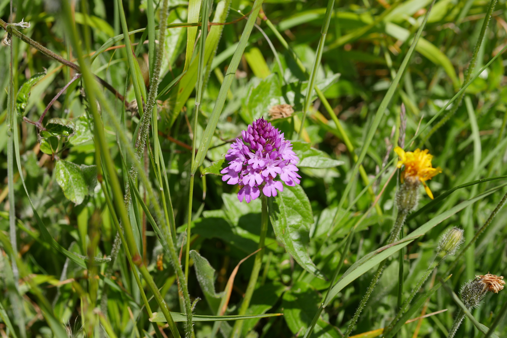 Orchids thrive on the other side of the Chasm