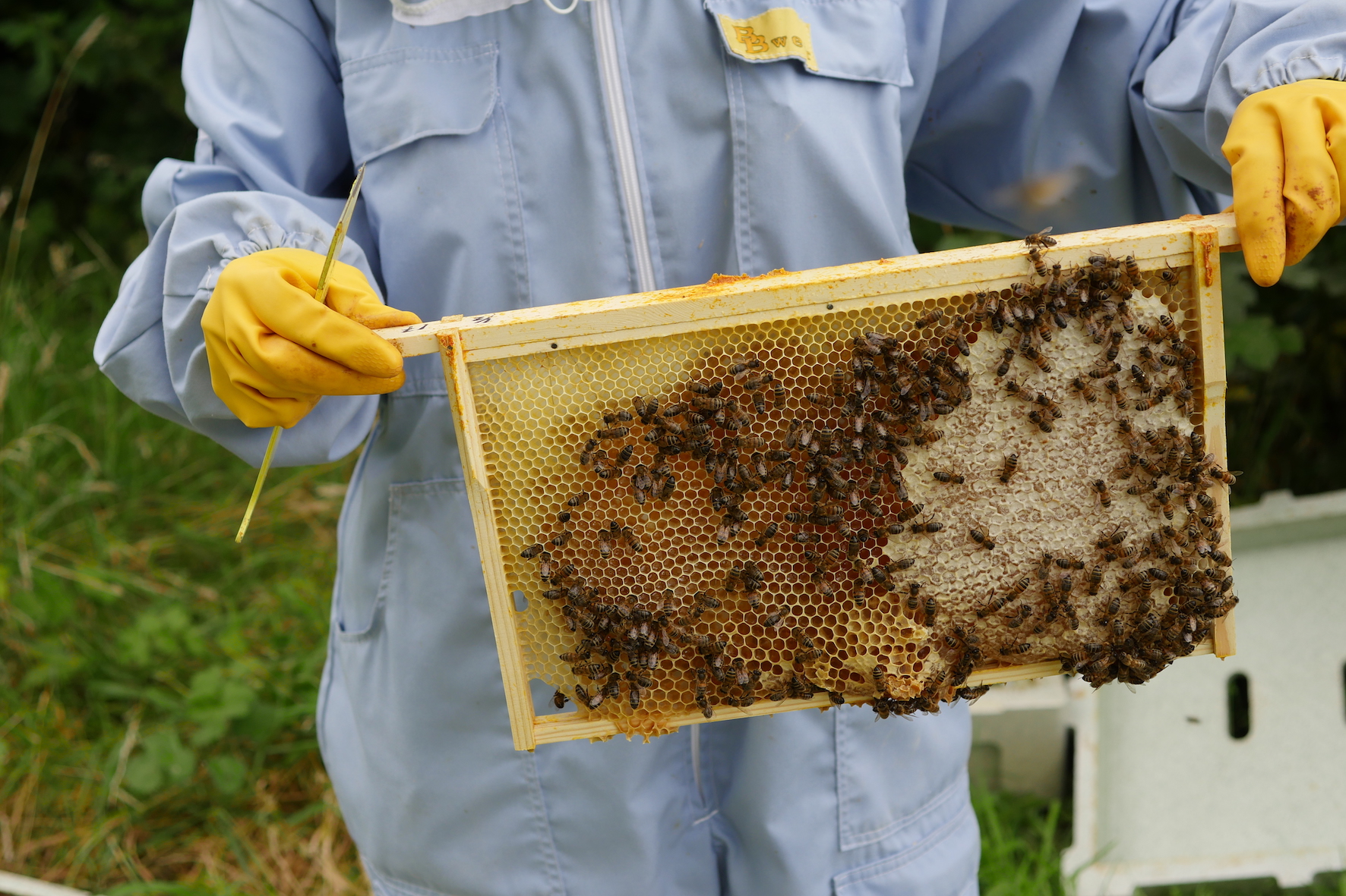 honeybees on a frame