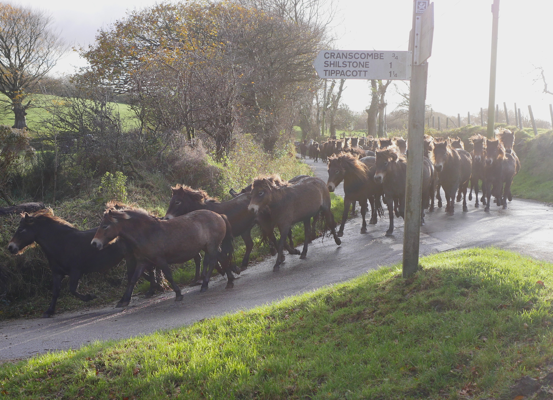 Tippbarlake herd Exmoor ponies coming into Brendon Barton farm