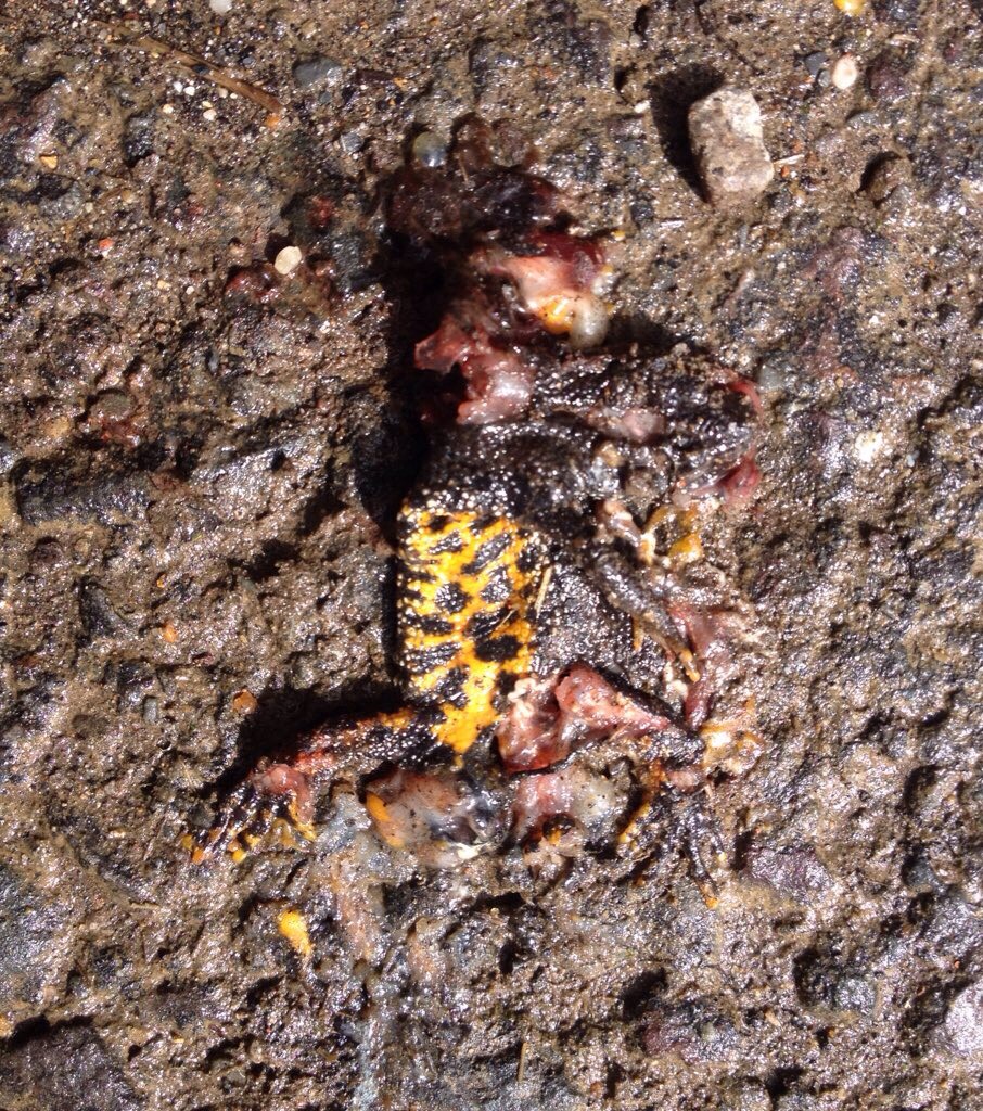 Great crested newt, squashed