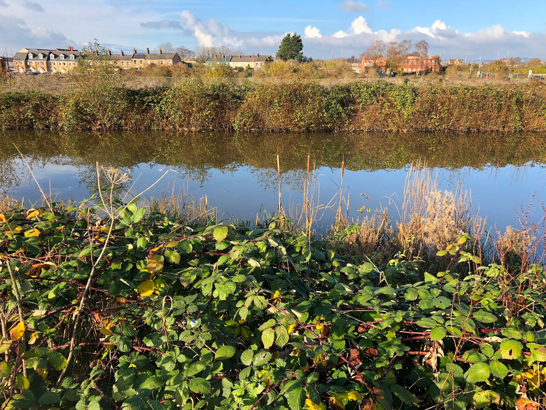 Seeking salmon in Taunton town centre