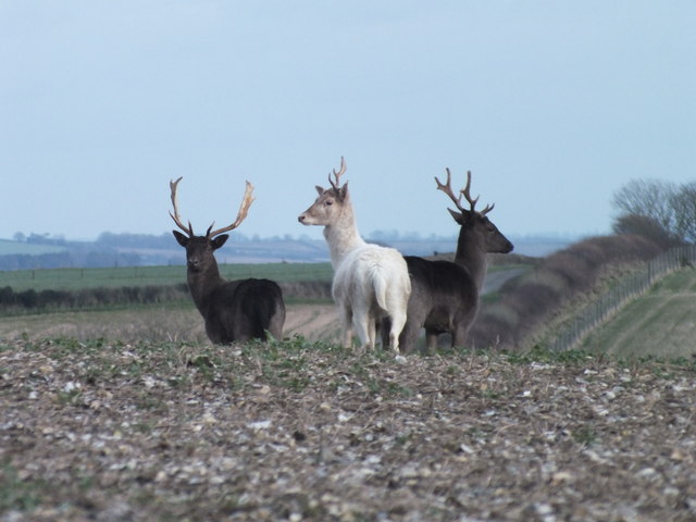 Fallow deer