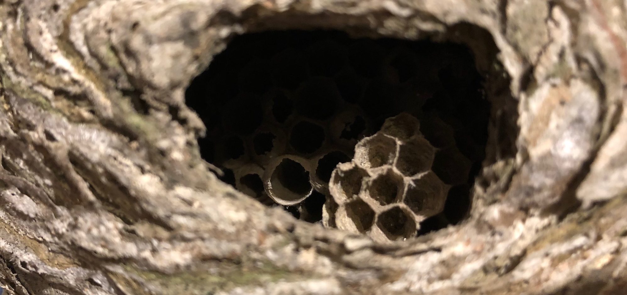 Nest that nurtured sharp sparks of spring