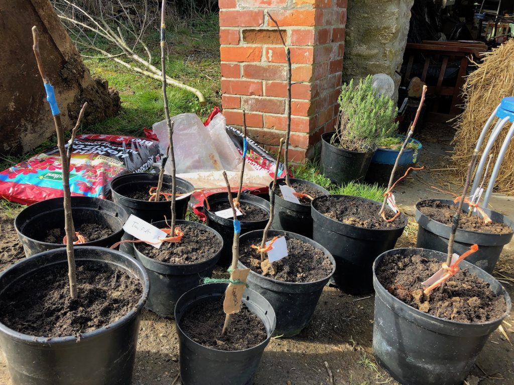 Newly grafted apple trees