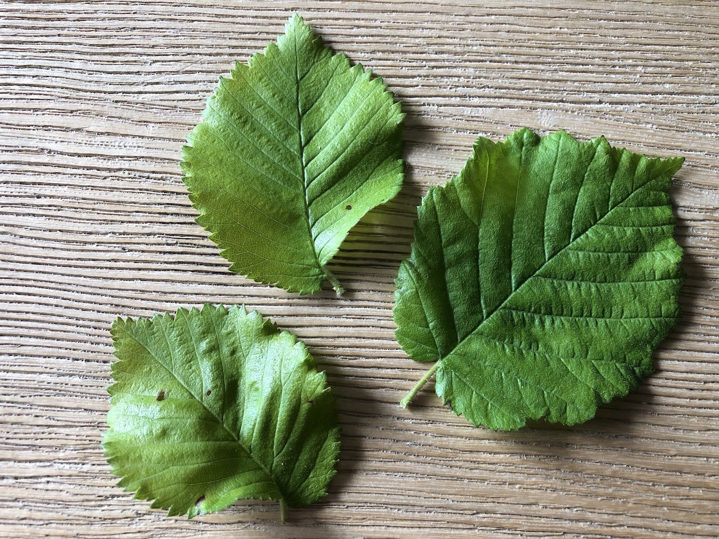 Elm leaves and hazel