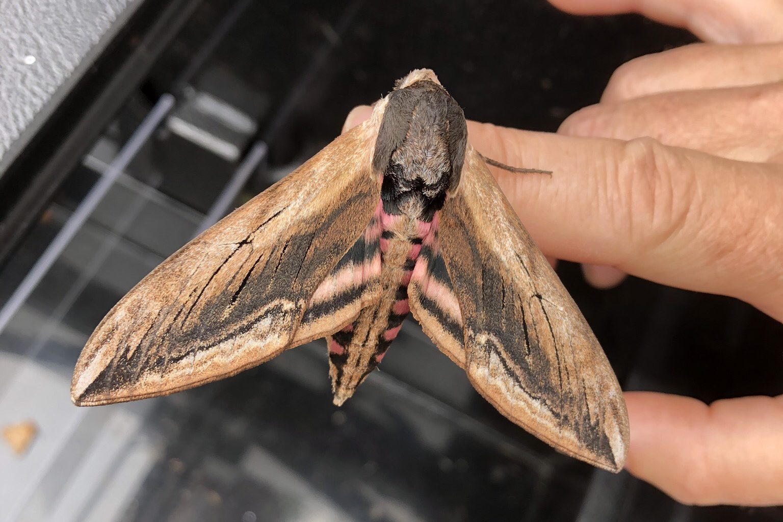 Eyed hawk-moth is the forest’s dark star