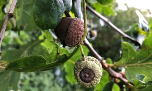 black acorns on tree