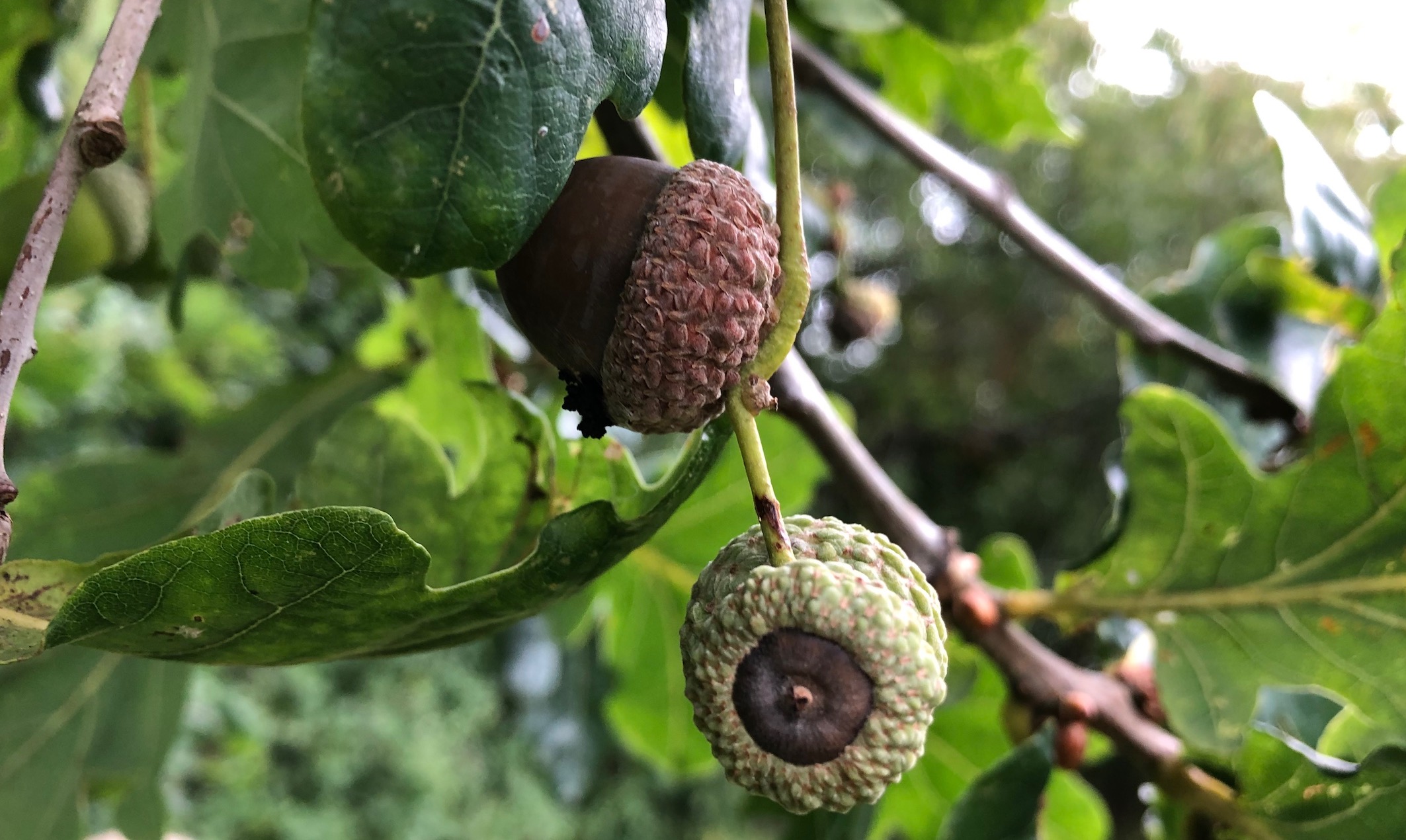 black acorn tree nuts