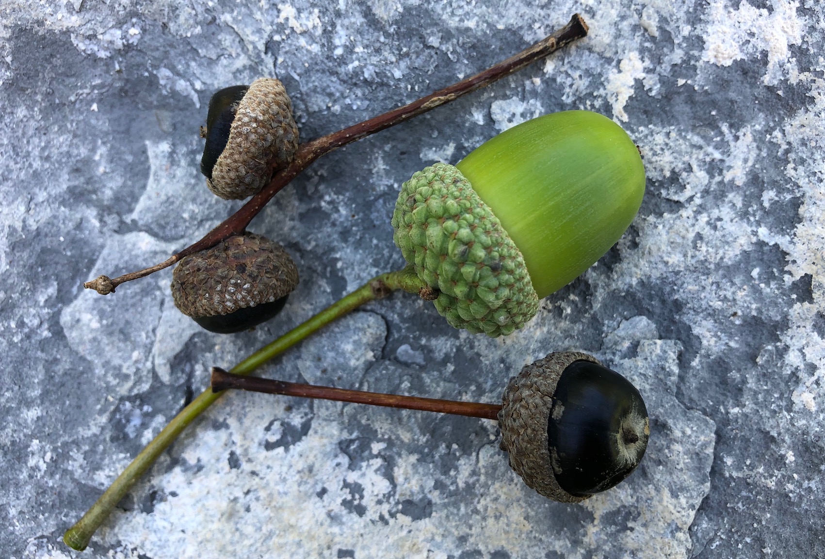 Oaks shed a harvest of black acorns