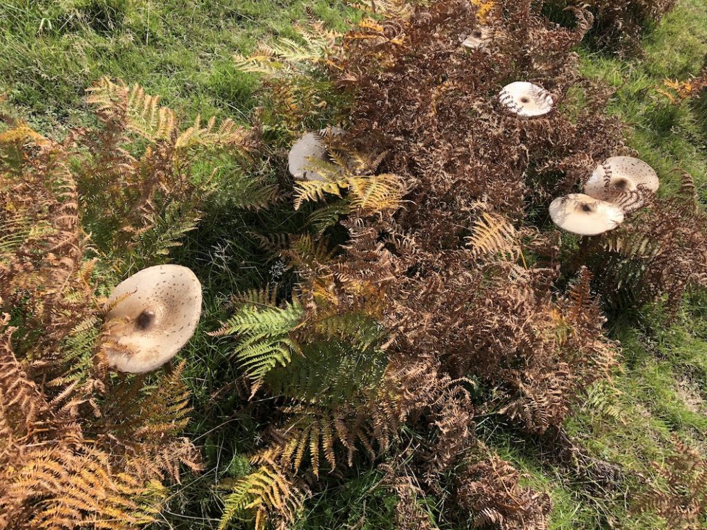 parasol mushrooms