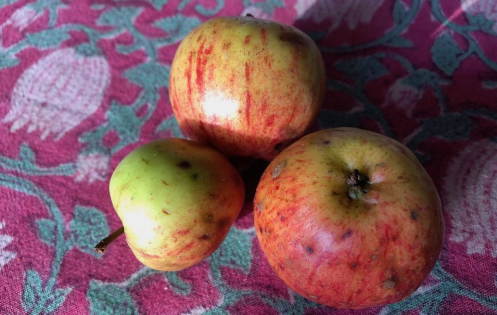 Wild apples