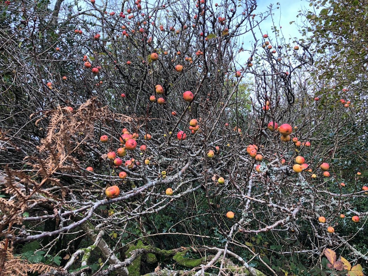 Wild Apples