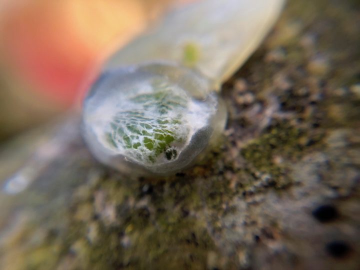 Mistletoe seed close up