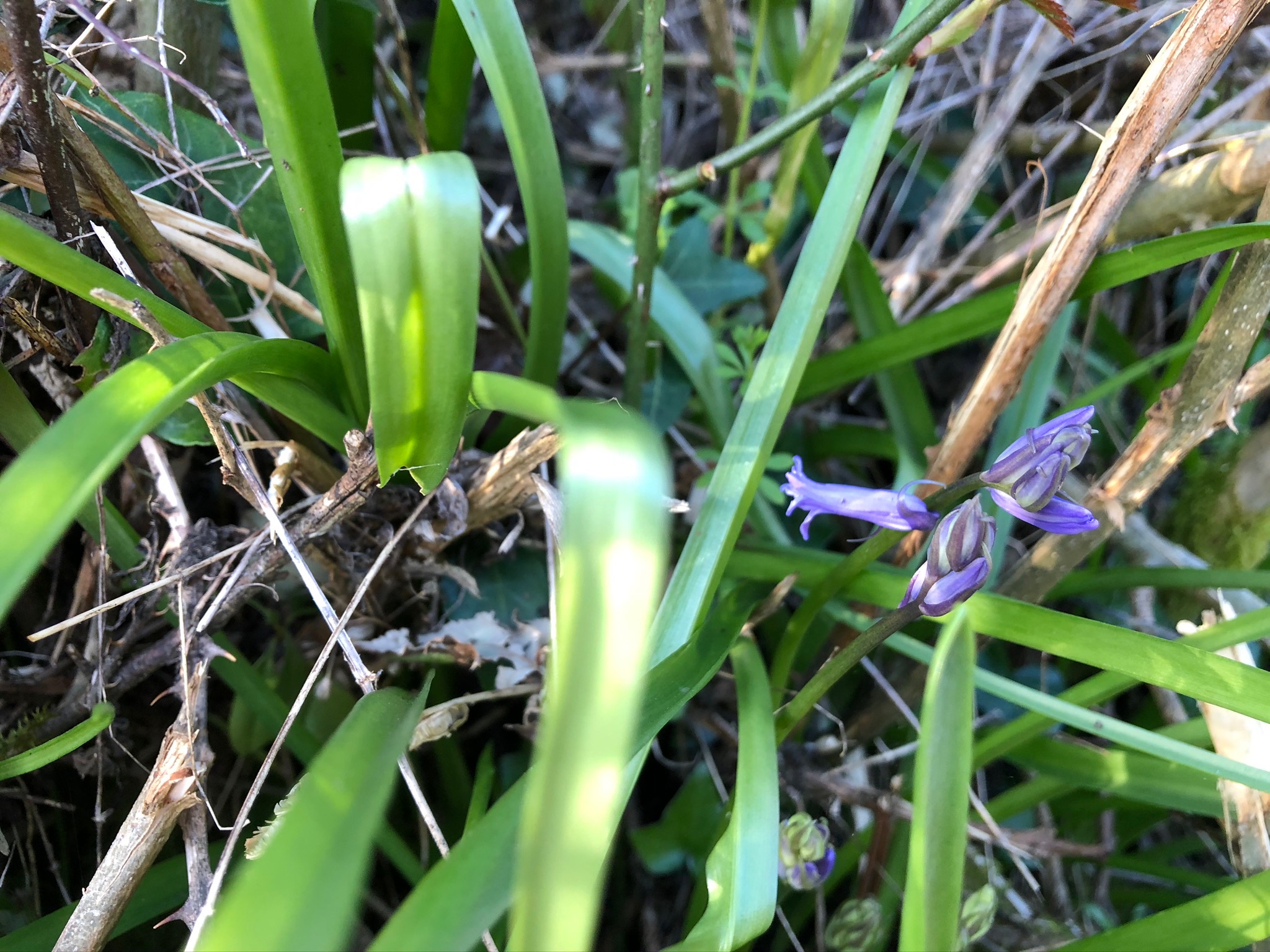 Bluebells, AKA Thomas Hardy’s “greggles”