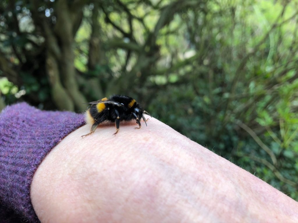 buff-tailed bumblebee queen