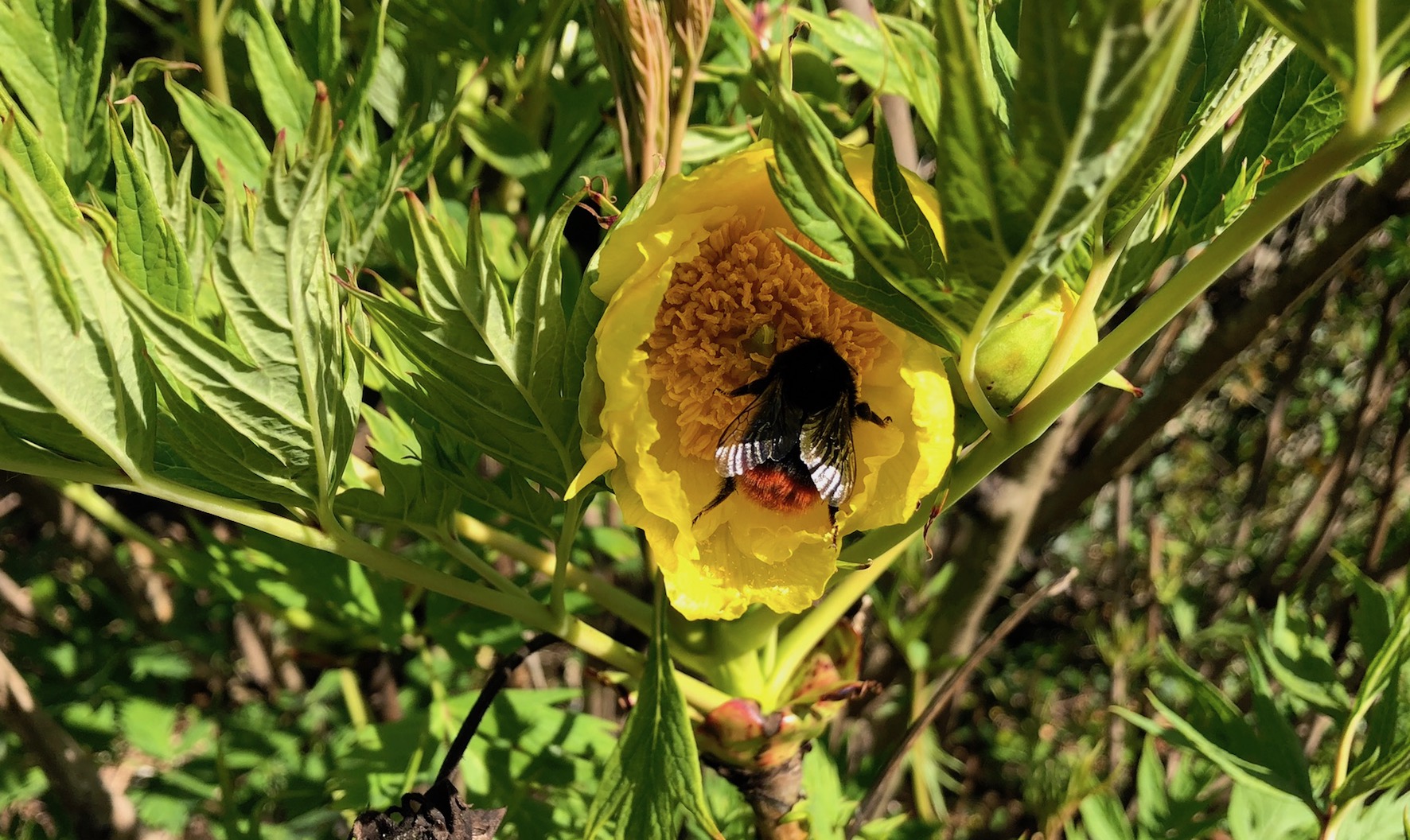 Bumblebees’ low drone replaces the hum of traffic