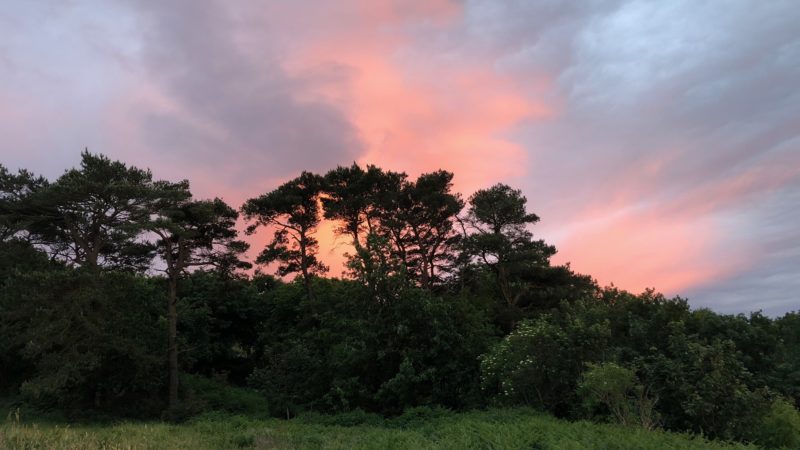 Nightjar pines at dusk