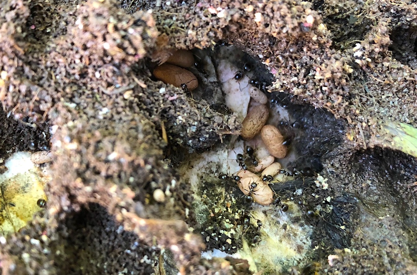 Black ants take over the compost bin