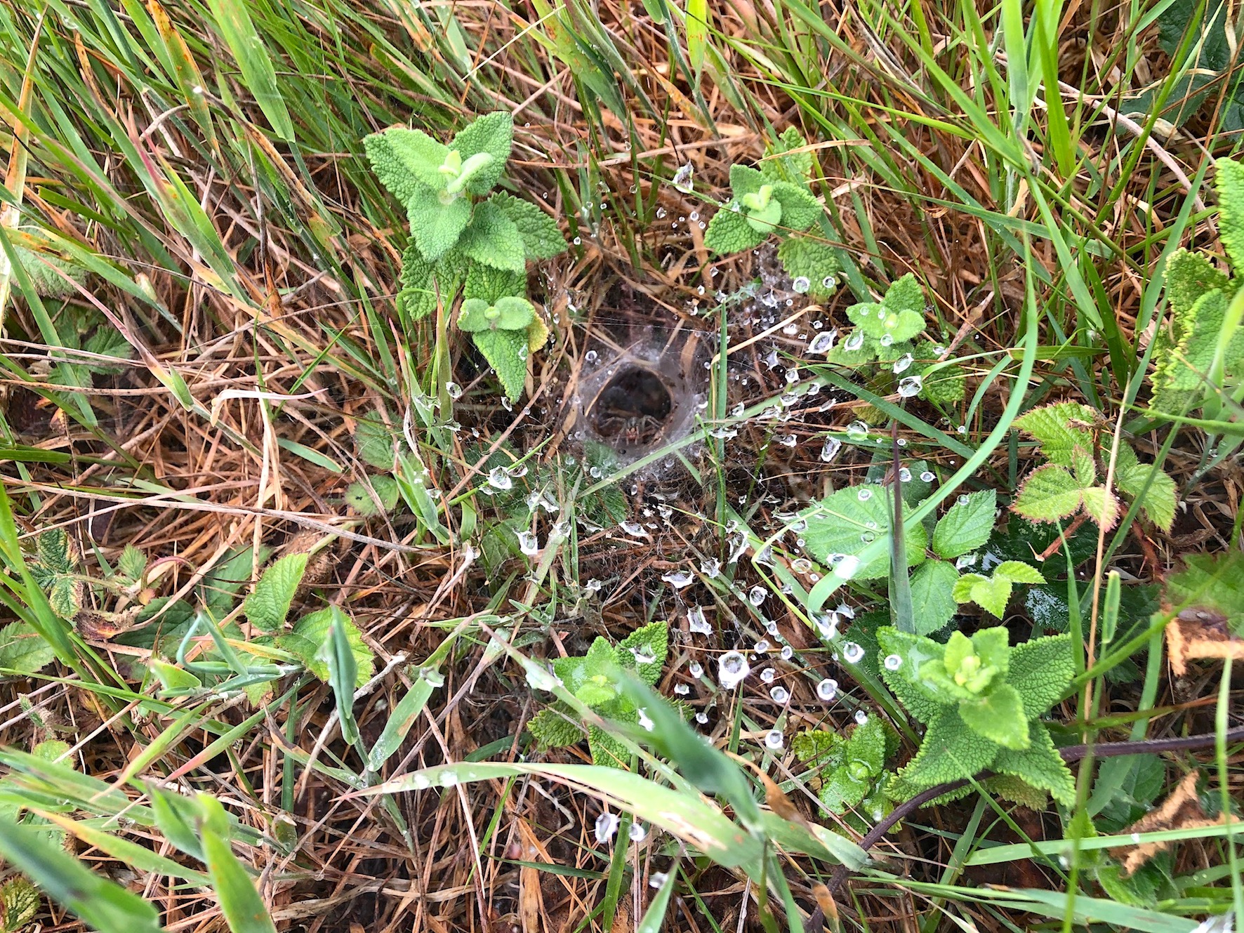 Labyrinth spider lairs shine with dew