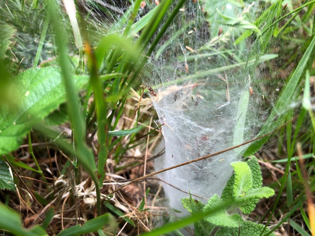 labyrinth spider