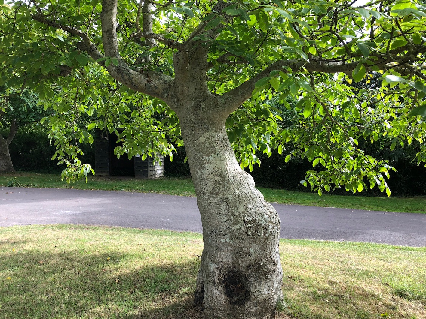 The wayside walnut trees of Porlock Vale