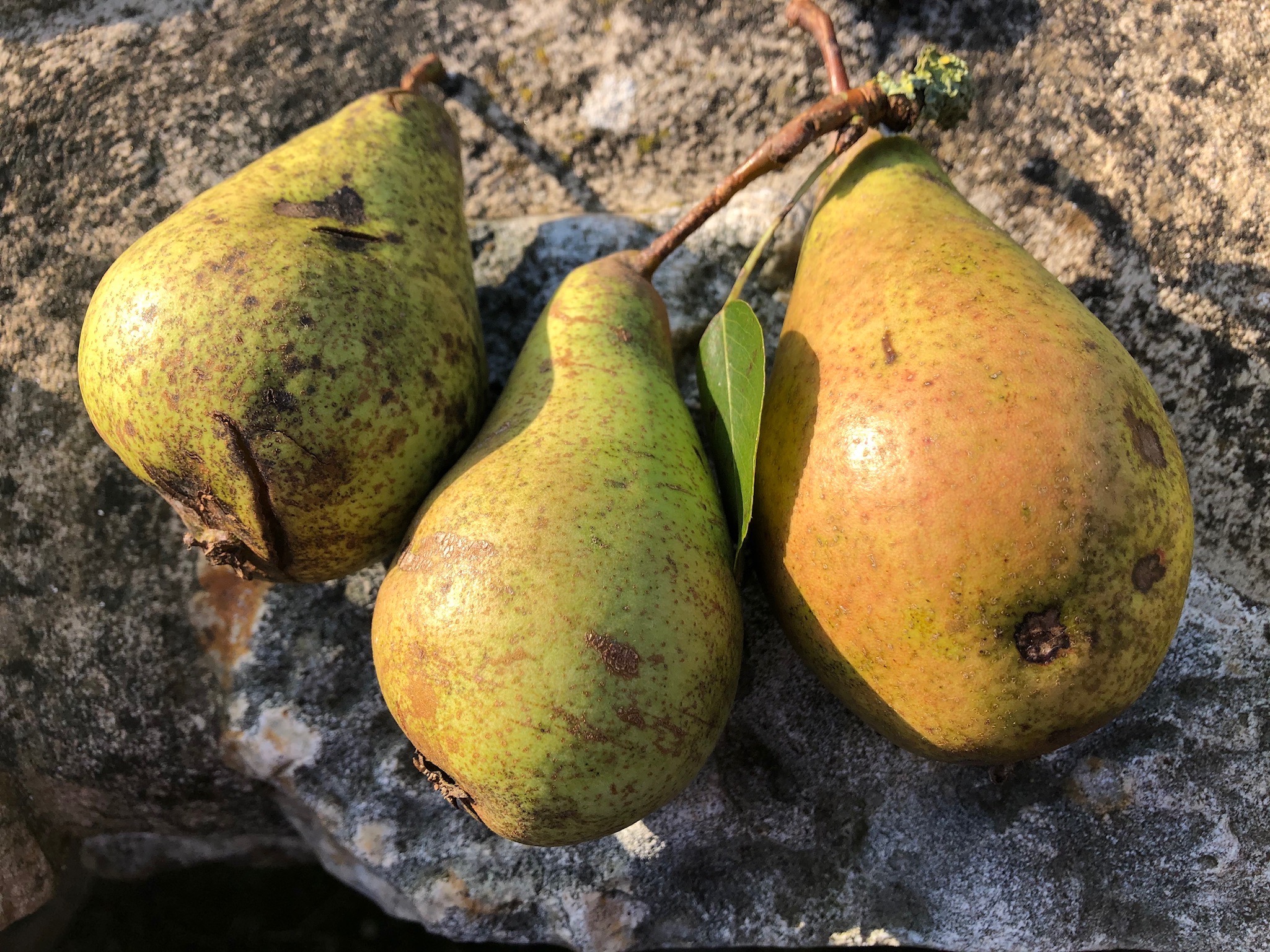 A Devon pear tree ripe with mystery