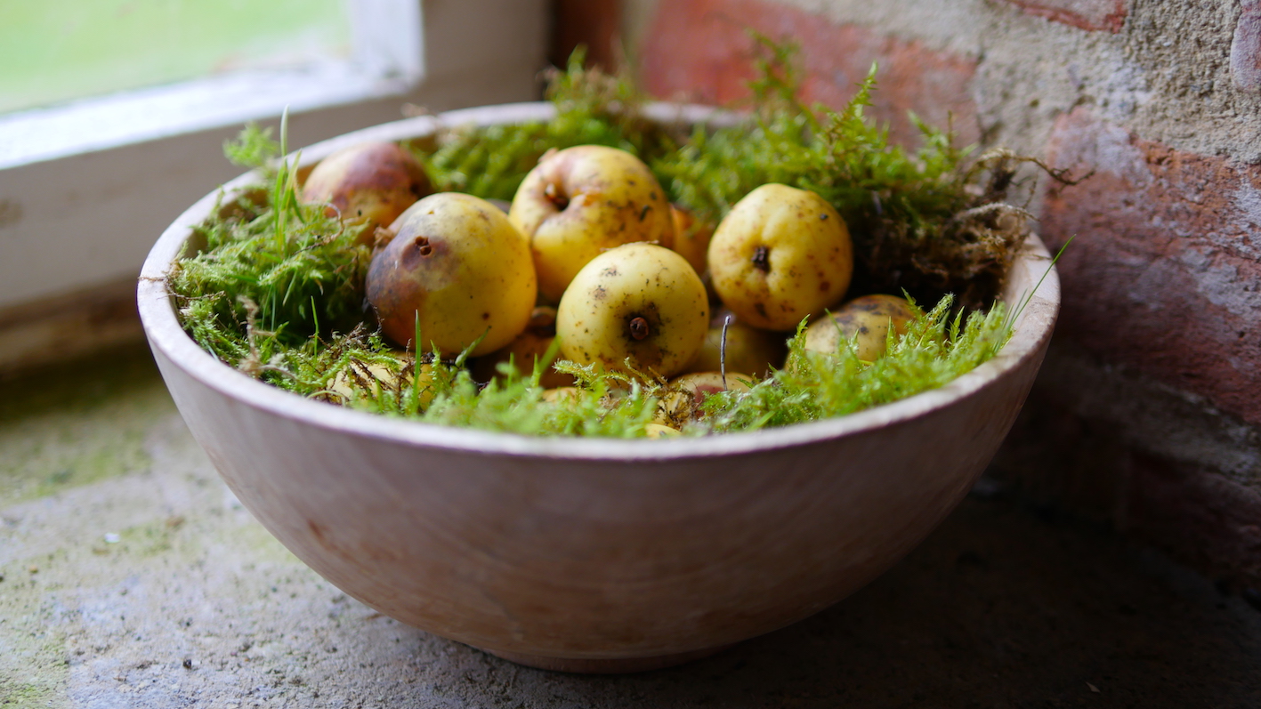 Watch my ‘Wild Apples’ story told on video