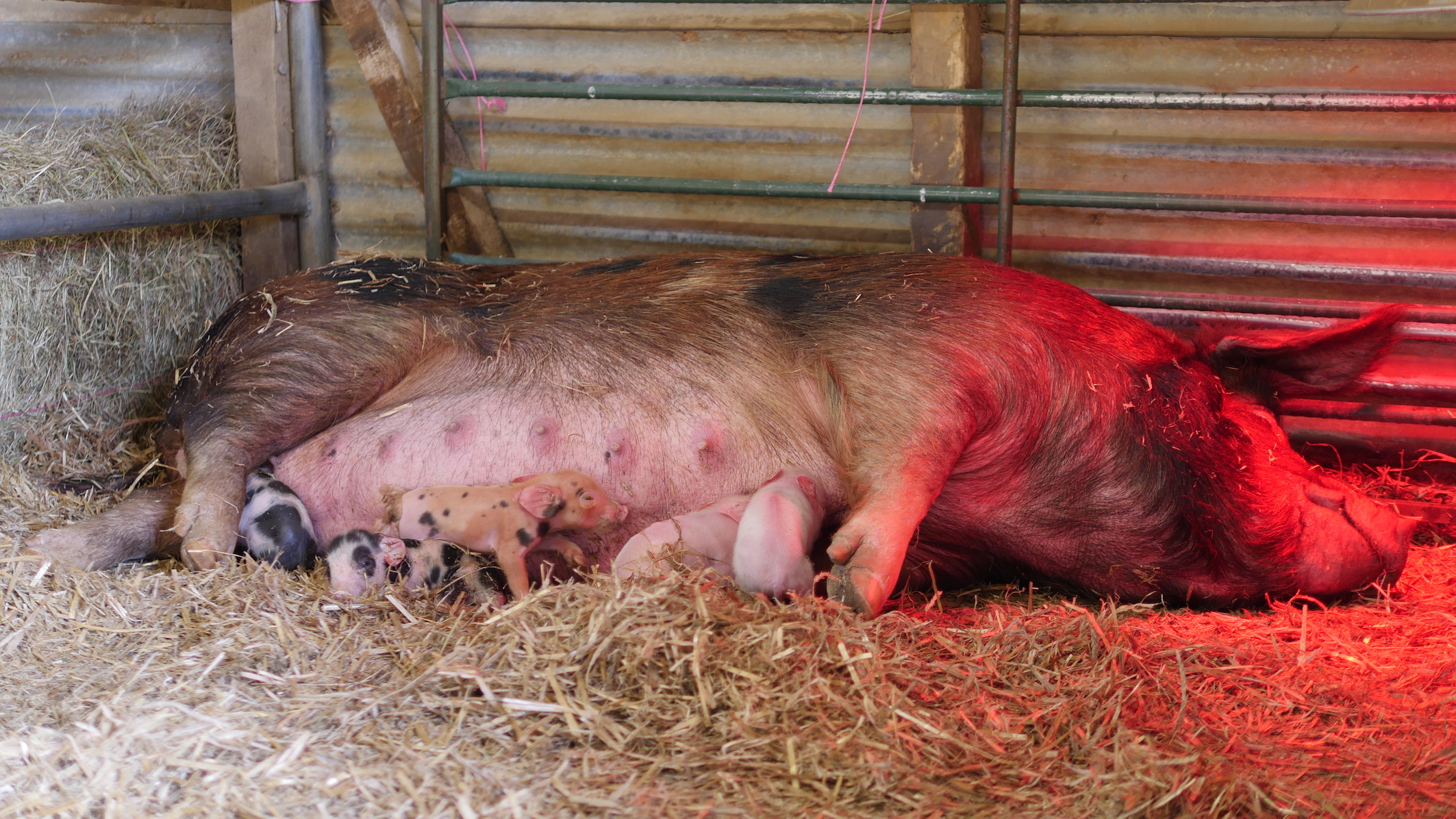 Little Ginge gives birth to 10 piglets