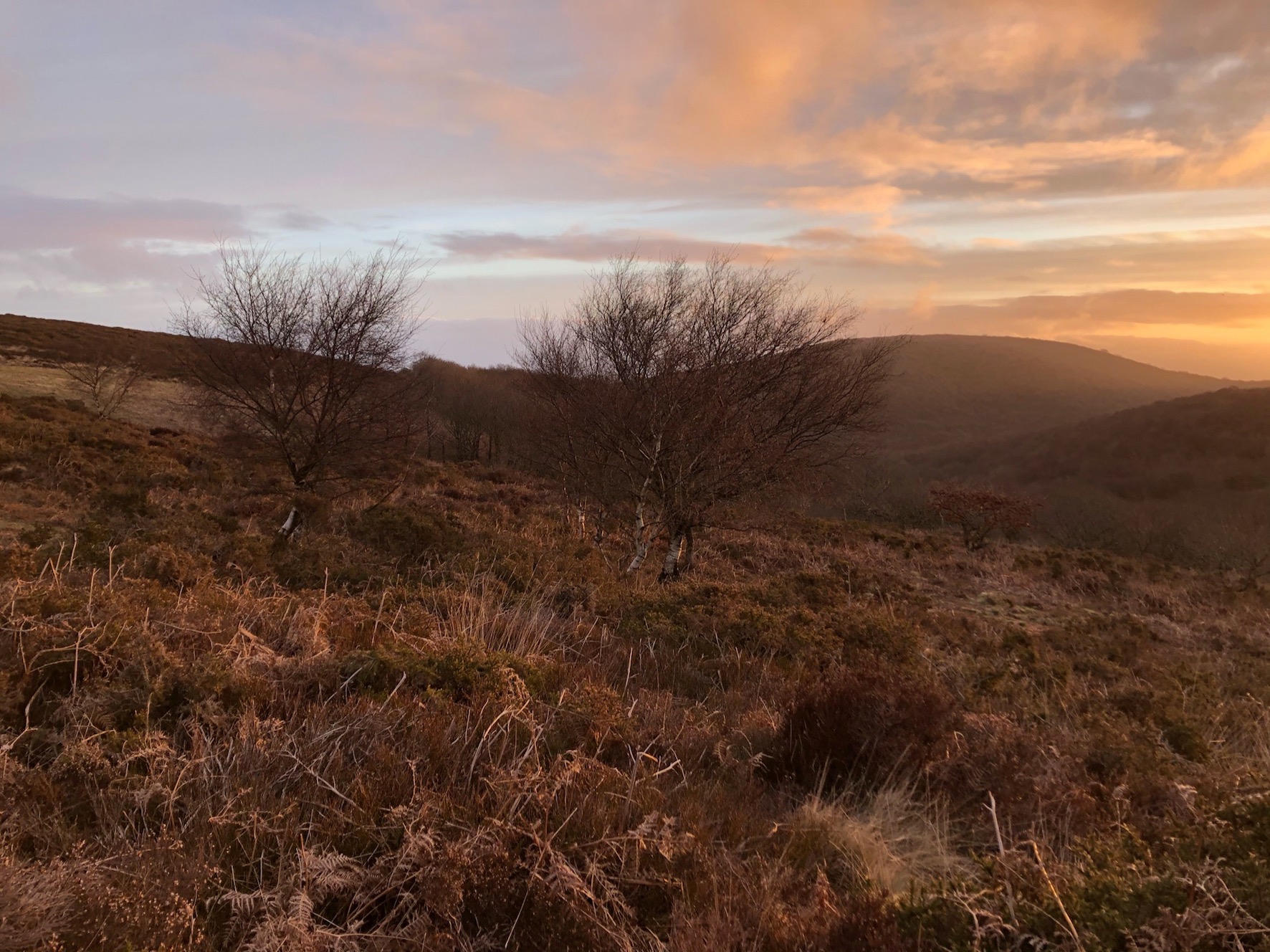 On the Quantocks at dawn for the deer count