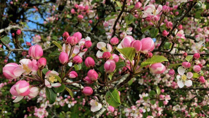 wild apple blossom