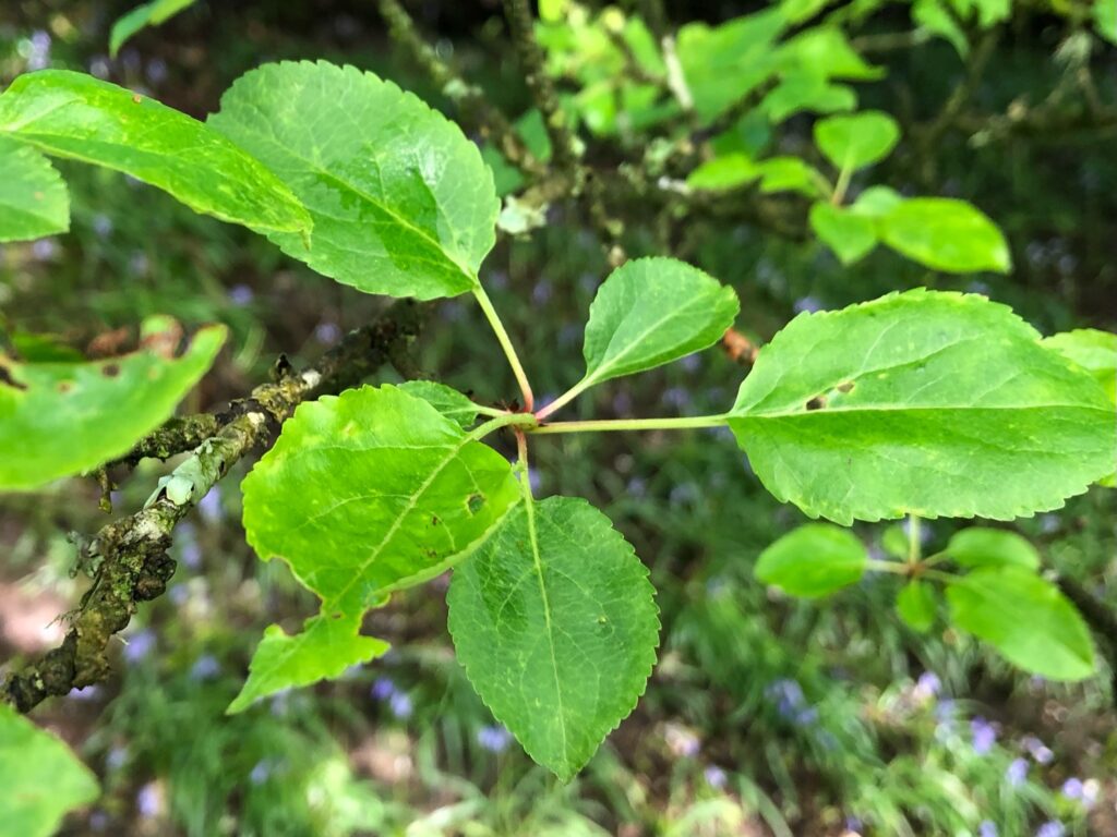 wild apple leaves