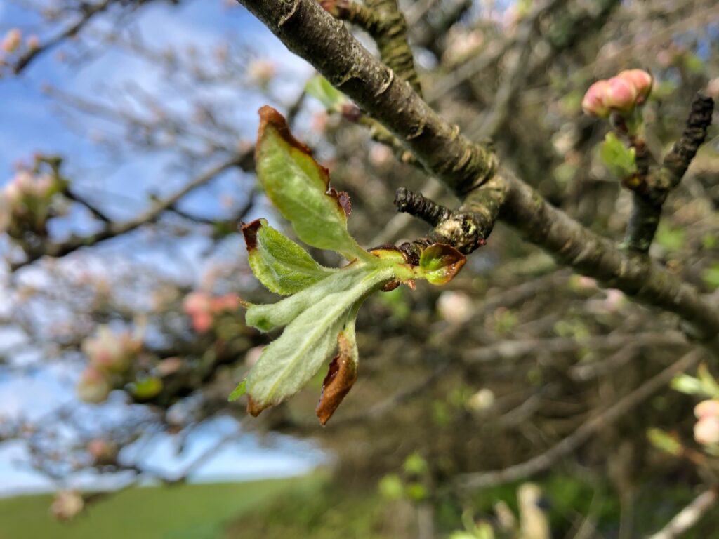 hybrid apple