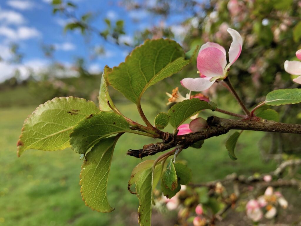 wild apple blossom