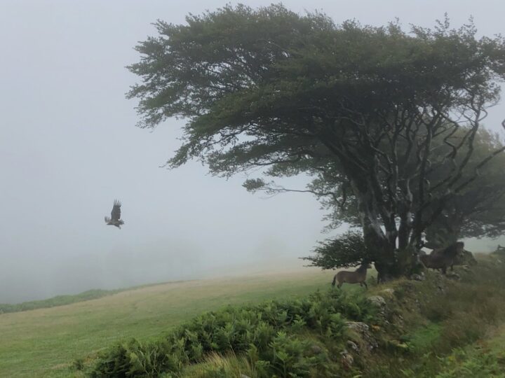 The day a white-tailed eagle appeared out of the mist