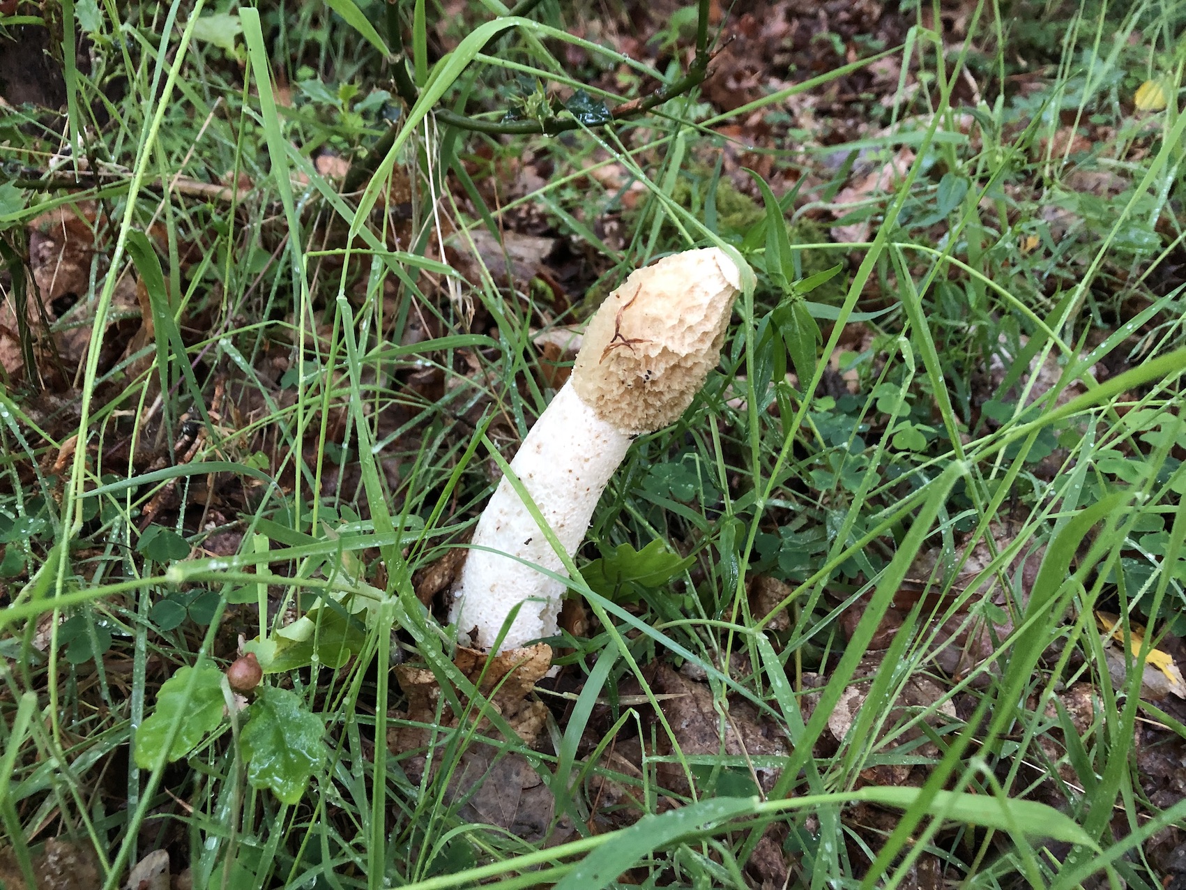 The unmistakable smell – and sight – of a stinkhorn