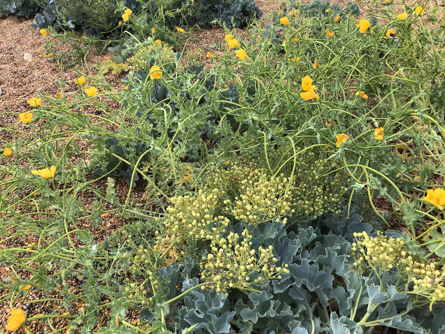 Yellow-horned poppies and sea kale on Cogden Beach